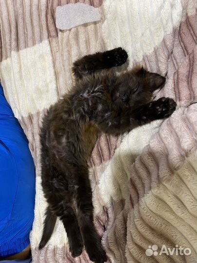 Котенок мальчик