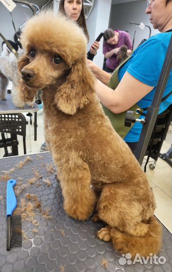 Груминг собак мелких пород