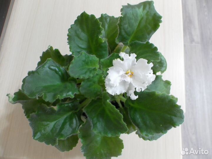 Сортовые фиалки