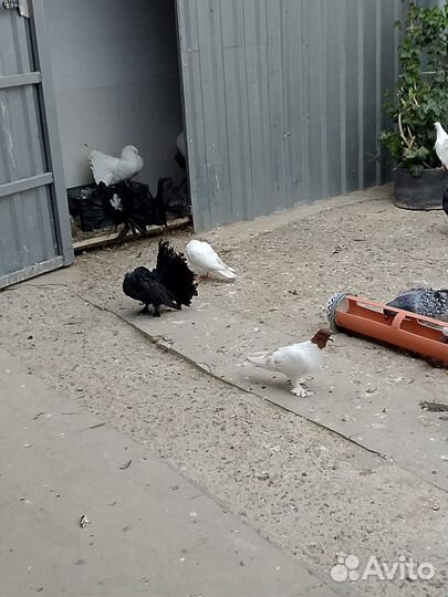 Продажа голубей