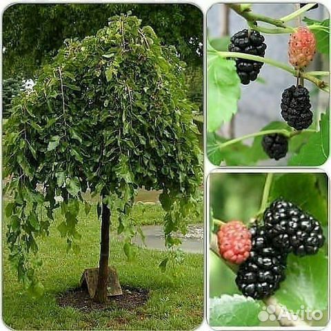 Шелковица на штамбе плакучая (предзаказ)