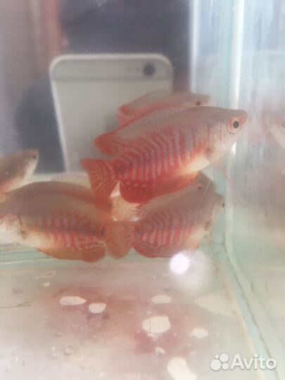 Петушки, гурами, лялиус