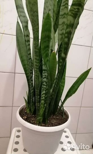 Сансевиерия