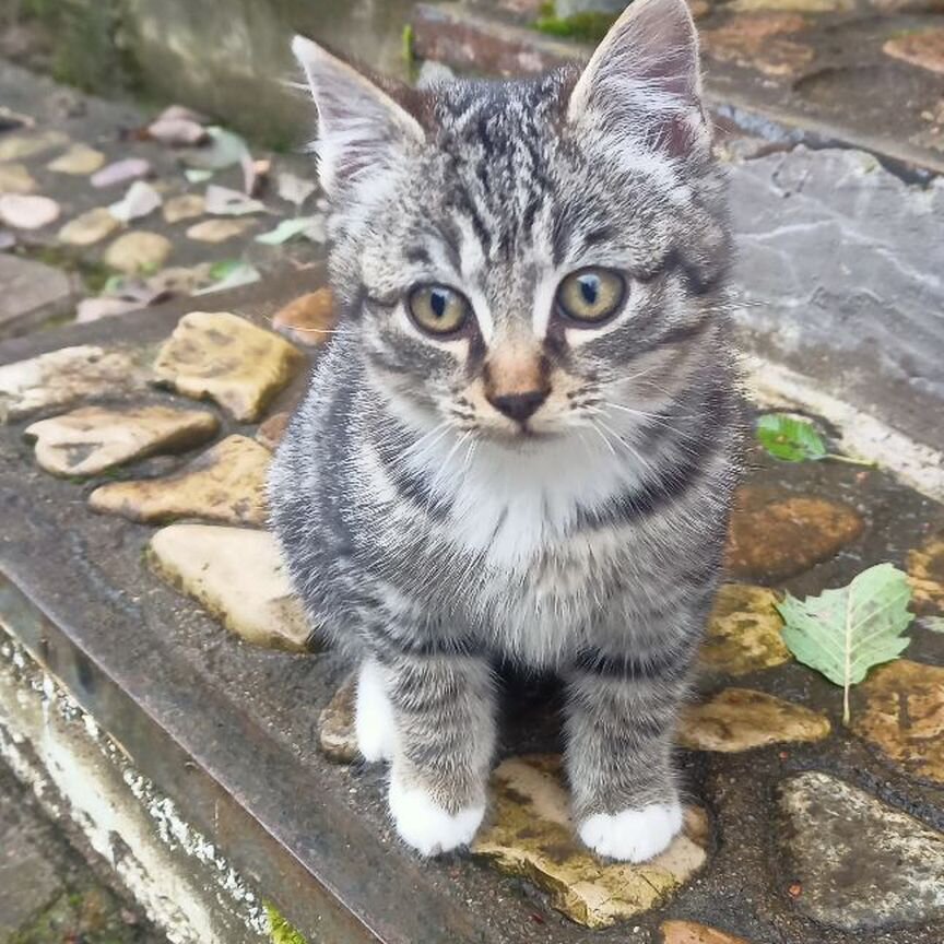 Котенок Курильский Бобтейл