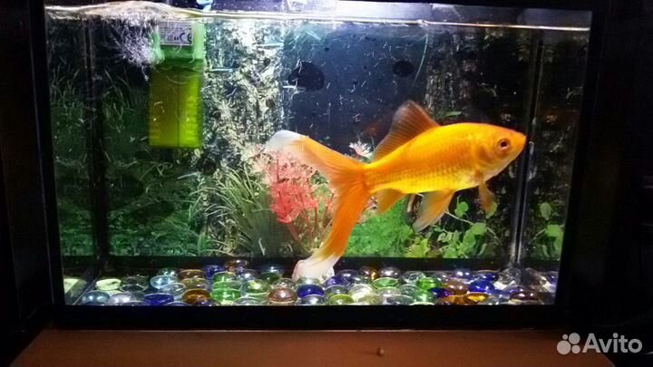 Аквариум