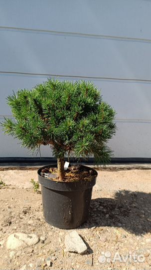 Ель на штамбе зелёная информация в описании