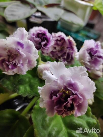 Фиалки Разные сорта и детки