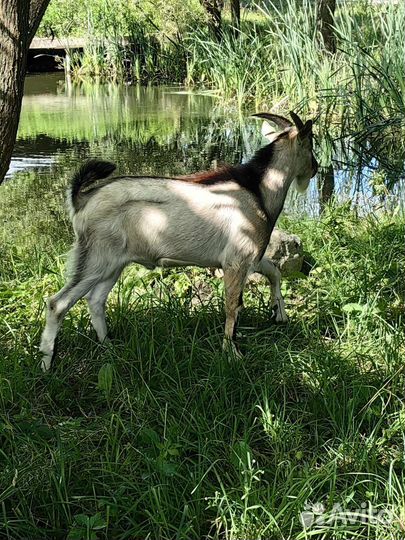 Козлики 6 месяцев, Услуги козла