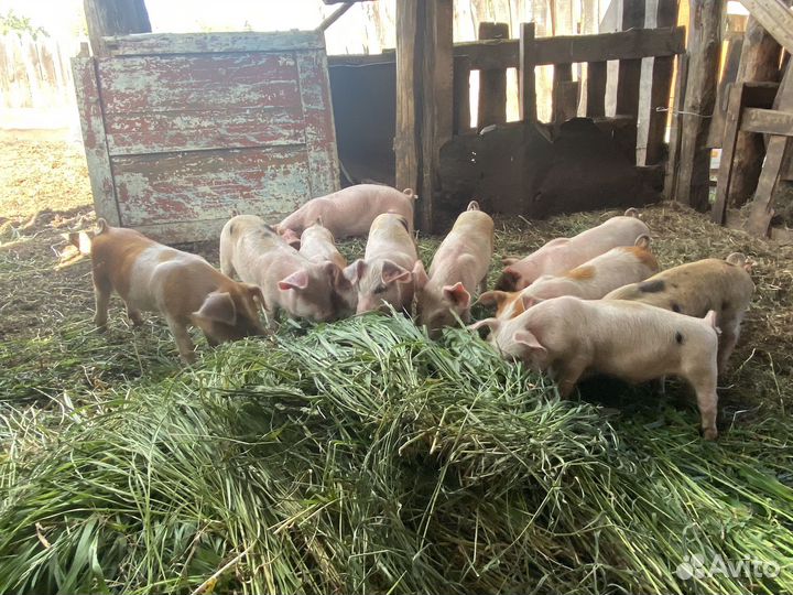 Поросенок: мать дюрок, отец пьетрен