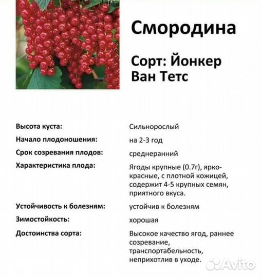 Красная смородина Йонкер Ван Тетс окс