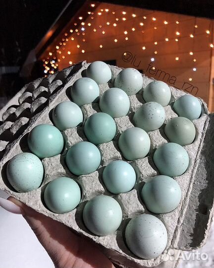 Инкубационное яйцо перепел Селадон (голубое яичко)