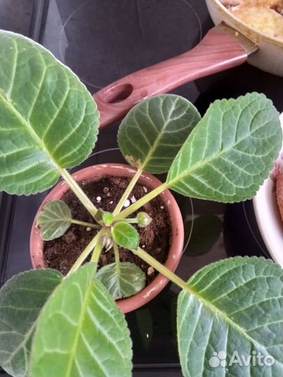 Глоксиния махровая