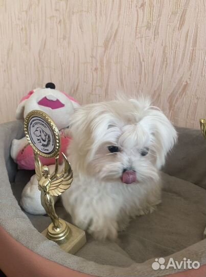 Мальтезе mini болонки
