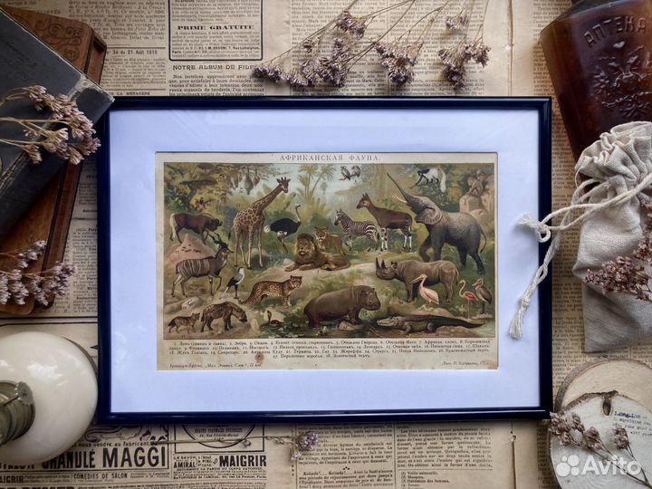 Литография гравюра 1907 года фауна животные