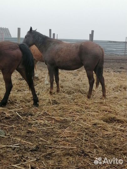 Кобылы с жеребцом