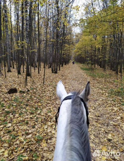 Конные прогулки по усадьбе Кусково