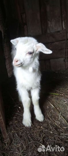 Зааненские козлики и козочка