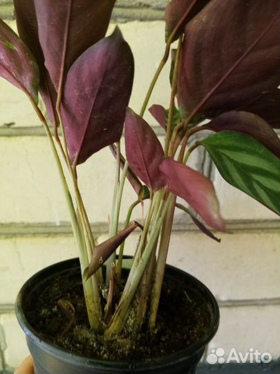 Ктенанта оппенгейма