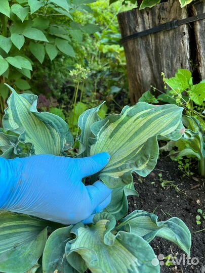 Хоста Guardian Angel