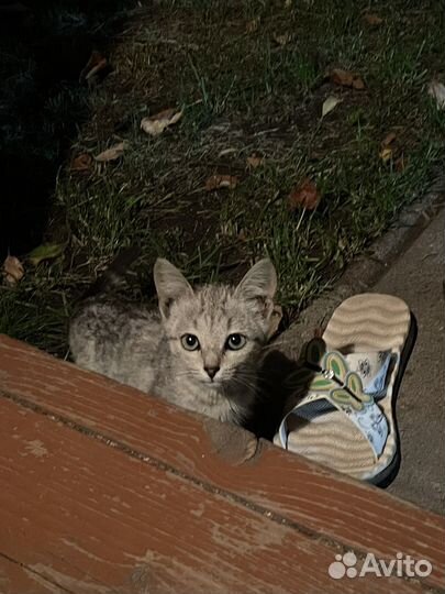 Котенок в добрые руки