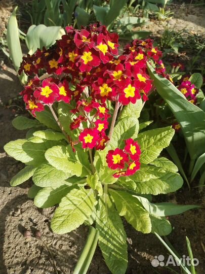 Рассада примула