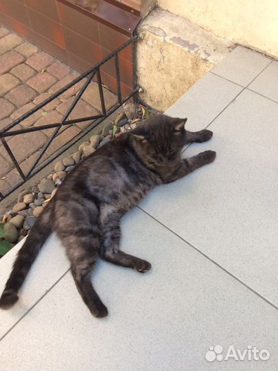 Ищет дом уличный котик с характером