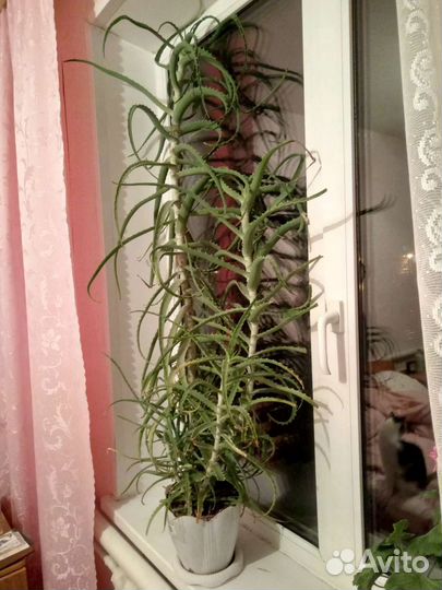 Алоэ столетник