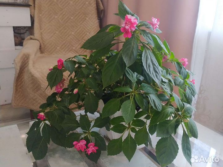 Бальзамин махровый