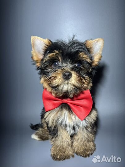 Йоркширский терьер