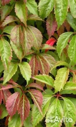 Саженцы сливы, девичий виноград и др