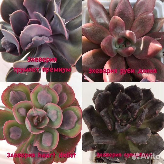 Суккуленты эхеверии