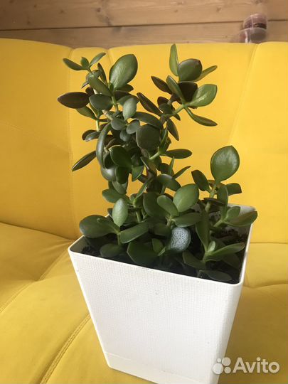 Толстянка денежное дерево