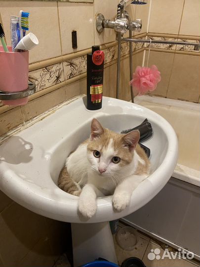 Отдам кота в добрые руки