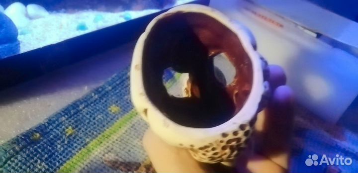 Аквариумная фигура 'осьминог'