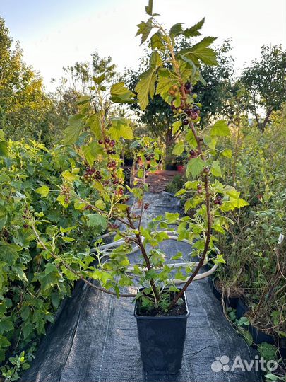 Саженцы яблоня, груша, вишня, черешня, абрикос