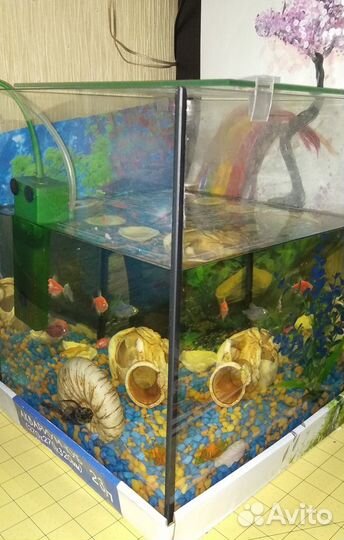 Аквариум-куб 23л с рыбками и всем необходимым дети