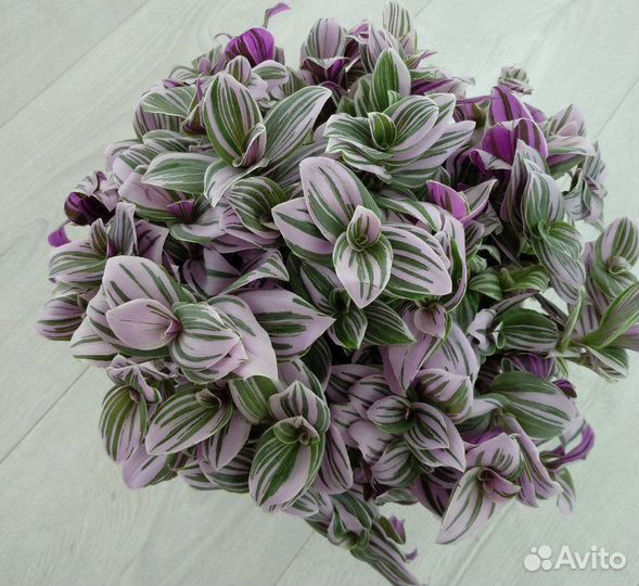 Традесканция разные сорта