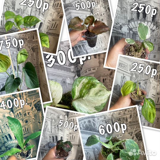 Филодендрон Пинк Принцесс