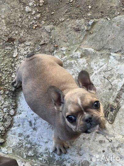 Французский бульдог щенок