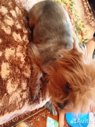 Собака в добрые руки отдам бесплатно