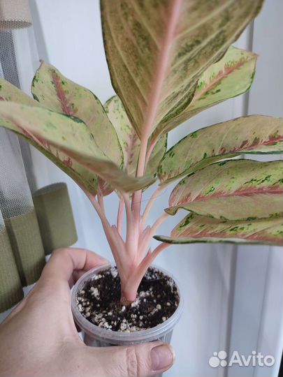 Аглаонемы тайские