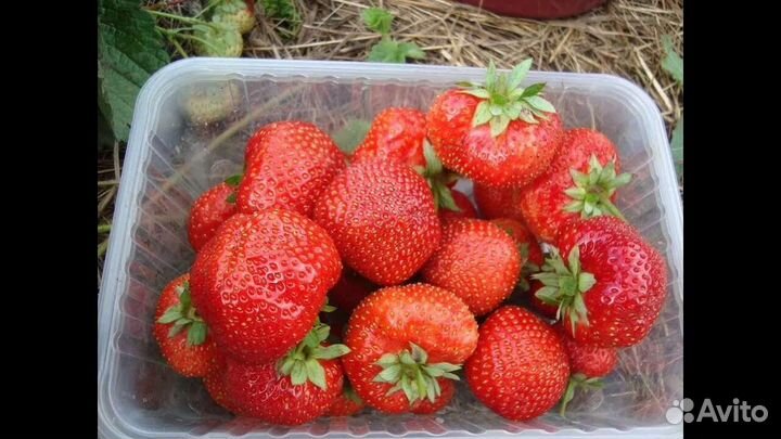 Клубника Сенсация усы