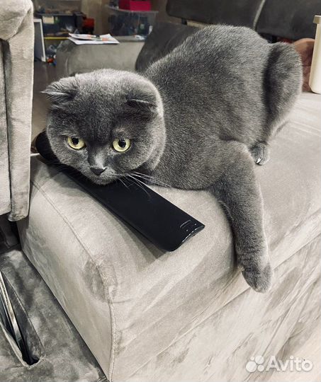 Кошка британская вислоухая бесплатно