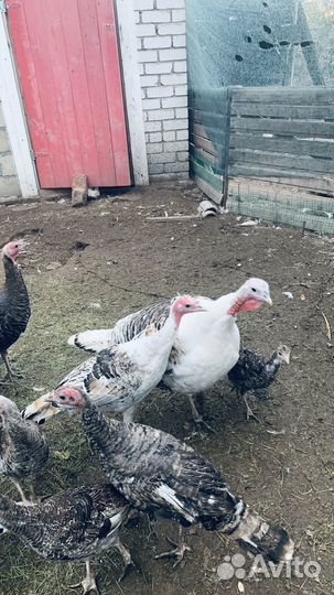 Индюки индюшата