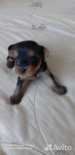 Йоркширский терьер