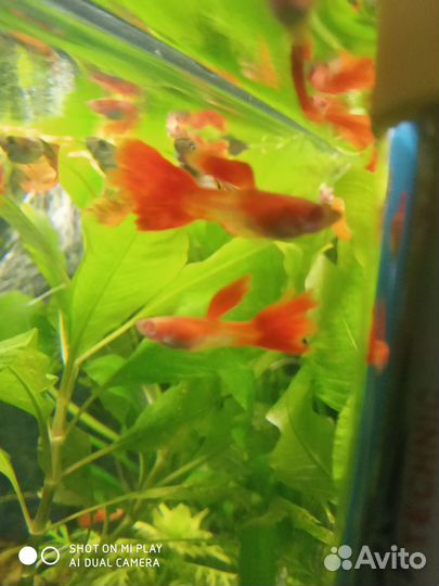 Аквариумные рыбки гуппи