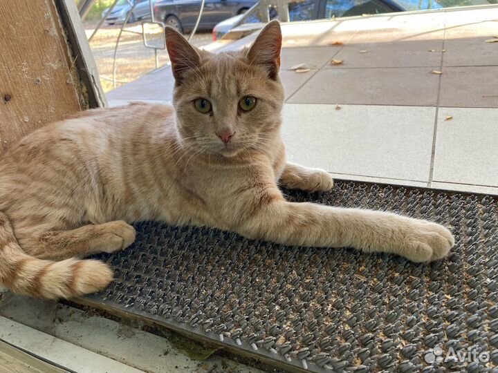 Кошка в дар