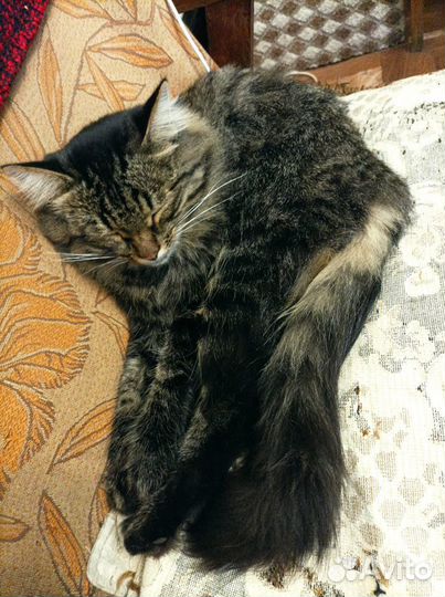 Отдых с котом (с правом выкупа)