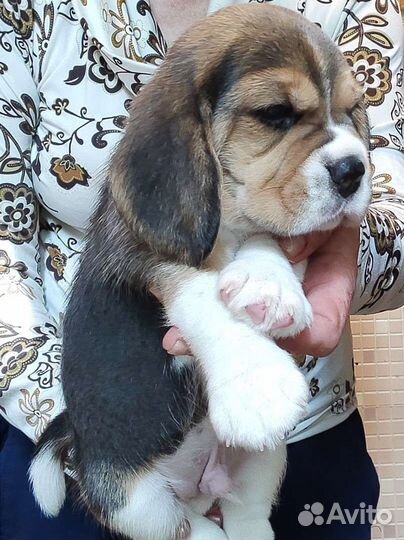 Питомник биглей Беван-До