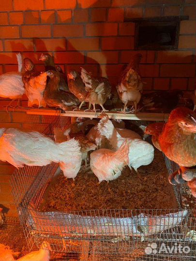 Куры молодки